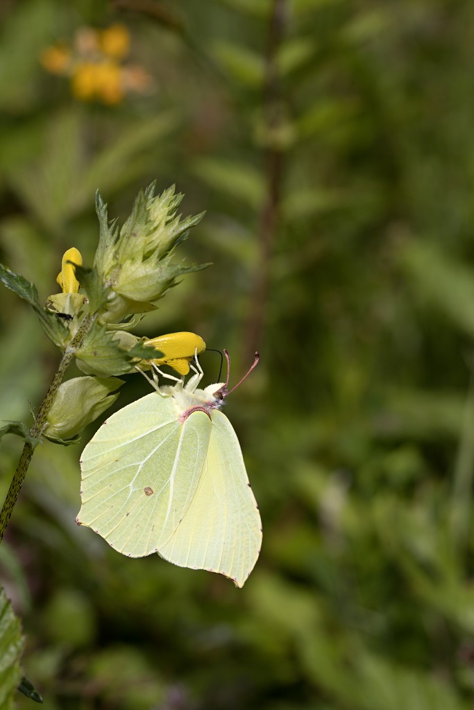voornes duin tenellaplas Quackjeswater natuur natuurgebied natuurmonumenten hdr duinen Zuid Hollands landschap polder bossen natuurreservaat Natura 2000